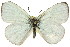  (Candalides albosericea - 11ANIC-06243)  @11 [ ] CreativeCommons - Attribution (2011) ANIC/CBG Photography Group Centre for Biodiversity Genomics