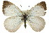  ( - 11ANIC-06244)  @11 [ ] CreativeCommons - Attribution (2011) ANIC/CBG Photography Group Centre for Biodiversity Genomics