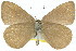  ( - 11ANIC-06245)  @11 [ ] CreativeCommons - Attribution (2011) ANIC/CBG Photography Group Centre for Biodiversity Genomics