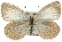  (Candalides medicea - 11ANIC-06247)  @13 [ ] CreativeCommons - Attribution (2011) ANIC/CBG Photography Group Centre for Biodiversity Genomics