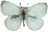  ( - 11ANIC-06248)  @11 [ ] CreativeCommons - Attribution (2011) ANIC/CBG Photography Group Centre for Biodiversity Genomics