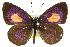  (Candalides xanthospilos - 11ANIC-06251)  @11 [ ] CreativeCommons - Attribution (2011) ANIC/CBG Photography Group Centre for Biodiversity Genomics
