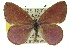  (Candalides heathi heathi - 11ANIC-06252)  @14 [ ] CreativeCommons - Attribution (2011) ANIC/CBG Photography Group Centre for Biodiversity Genomics