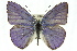  ( - 11ANIC-06262)  @13 [ ] CreativeCommons - Attribution (2011) ANIC/CBG Photography Group Centre for Biodiversity Genomics