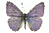  (Candalides margarita - 11ANIC-06265)  @11 [ ] CreativeCommons - Attribution (2011) ANIC/CBG Photography Group Centre for Biodiversity Genomics