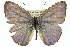  (Eirmocides margarita margarita - 11ANIC-06266)  @15 [ ] CreativeCommons - Attribution (2011) ANIC/CBG Photography Group Centre for Biodiversity Genomics