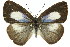  ( - 11ANIC-06267)  @11 [ ] CreativeCommons - Attribution (2011) ANIC/CBG Photography Group Centre for Biodiversity Genomics