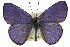  ( - 11ANIC-06269)  @11 [ ] CreativeCommons - Attribution (2011) ANIC/CBG Photography Group Centre for Biodiversity Genomics