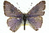  (Candalides consimilis - 11ANIC-06275)  @11 [ ] CreativeCommons - Attribution (2011) ANIC/CBG Photography Group Centre for Biodiversity Genomics