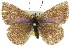  (Candalides hyacinthina - 11ANIC-06283)  @11 [ ] CreativeCommons - Attribution (2011) ANIC/CBG Photography Group Centre for Biodiversity Genomics