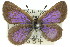  ( - 11ANIC-06293)  @13 [ ] CreativeCommons - Attribution (2011) ANIC/CBG Photography Group Centre for Biodiversity Genomics
