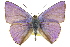  ( - 11ANIC-06300)  @11 [ ] CreativeCommons - Attribution (2011) ANIC/CBG Photography Group Centre for Biodiversity Genomics