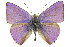  ( - 11ANIC-06301)  @11 [ ] CreativeCommons - Attribution (2011) ANIC/CBG Photography Group Centre for Biodiversity Genomics