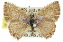  ( - 11ANIC-06302)  @11 [ ] CreativeCommons - Attribution (2011) ANIC/CBG Photography Group Centre for Biodiversity Genomics