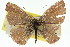  ( - 11ANIC-06323)  @11 [ ] CreativeCommons - Attribution (2011) ANIC/CBG Photography Group Centre for Biodiversity Genomics