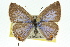  ( - 11ANIC-06332)  @11 [ ] CreativeCommons - Attribution (2011) ANIC/CBG Photography Group Centre for Biodiversity Genomics