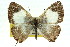  ( - 11ANIC-06334)  @11 [ ] CreativeCommons - Attribution (2011) ANIC/CBG Photography Group Centre for Biodiversity Genomics