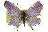  ( - 11ANIC-06337)  @11 [ ] CreativeCommons - Attribution (2011) ANIC/CBG Photography Group Centre for Biodiversity Genomics