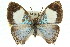  ( - 11ANIC-06338)  @11 [ ] CreativeCommons - Attribution (2011) ANIC/CBG Photography Group Centre for Biodiversity Genomics