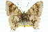  (Erysichton palmyra - 11ANIC-06339)  @11 [ ] CreativeCommons - Attribution (2011) ANIC/CBG Photography Group Centre for Biodiversity Genomics