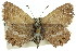  ( - 11ANIC-06343)  @11 [ ] CreativeCommons - Attribution (2011) ANIC/CBG Photography Group Centre for Biodiversity Genomics