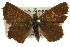  ( - 11ANIC-06344)  @11 [ ] CreativeCommons - Attribution (2011) ANIC/CBG Photography Group Centre for Biodiversity Genomics