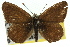  (Neolucia hobartensis - 11ANIC-06347)  @14 [ ] CreativeCommons - Attribution (2011) ANIC/CBG Photography Group Centre for Biodiversity Genomics
