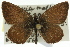  (Neolucia mathewi - 11ANIC-06352)  @14 [ ] CreativeCommons - Attribution (2011) ANIC/CBG Photography Group Centre for Biodiversity Genomics