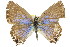  ( - 11ANIC-06355)  @11 [ ] CreativeCommons - Attribution (2011) ANIC/CBG Photography Group Centre for Biodiversity Genomics