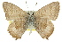  (Theclinesthes hesperia - 11ANIC-06365)  @11 [ ] CreativeCommons - Attribution (2011) ANIC/CBG Photography Group Centre for Biodiversity Genomics