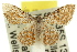  (Idaea miltophrica - 11ANIC-06366)  @14 [ ] CreativeCommons - Attribution (2011) ANIC/CBG Photography Group Centre for Biodiversity Genomics