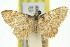  ( - 11ANIC-06368)  @11 [ ] CreativeCommons - Attribution (2011) ANIC/CBG Photography Group Centre for Biodiversity Genomics