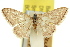  ( - 11ANIC-06369)  @11 [ ] CreativeCommons - Attribution (2011) ANIC/CBG Photography Group Centre for Biodiversity Genomics