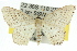  ( - 11ANIC-06379)  @13 [ ] CreativeCommons - Attribution (2011) ANIC/CBG Photography Group Centre for Biodiversity Genomics