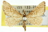  ( - 11ANIC-06387)  @11 [ ] CreativeCommons - Attribution (2011) ANIC/CBG Photography Group Centre for Biodiversity Genomics