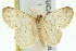  (Idaea pilosata - 11ANIC-06394)  @14 [ ] CreativeCommons - Attribution (2011) ANIC/CBG Photography Group Centre for Biodiversity Genomics
