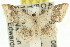  (Idaea sp. ANIC4 - 11ANIC-06396)  @13 [ ] CreativeCommons - Attribution (2011) ANIC/CBG Photography Group Centre for Biodiversity Genomics