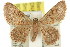  ( - 11ANIC-06407)  @14 [ ] CreativeCommons - Attribution (2011) ANIC/CBG Photography Group Centre for Biodiversity Genomics