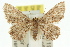  ( - 11ANIC-06409)  @13 [ ] CreativeCommons - Attribution (2011) ANIC/CBG Photography Group Centre for Biodiversity Genomics