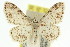  ( - 11ANIC-06412)  @11 [ ] CreativeCommons - Attribution (2011) ANIC/CBG Photography Group Centre for Biodiversity Genomics