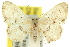  (Idaea sp. ANIC8 - 11ANIC-06414)  @14 [ ] CreativeCommons - Attribution (2011) ANIC/CBG Photography Group Centre for Biodiversity Genomics