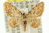  (Idaea sp. ANIC10 - 11ANIC-06421)  @14 [ ] CreativeCommons - Attribution (2011) ANIC/CBG Photography Group Centre for Biodiversity Genomics