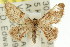  (Idaea sp. ANIC11 - 11ANIC-06422)  @13 [ ] CreativeCommons - Attribution (2011) ANIC/CBG Photography Group Centre for Biodiversity Genomics
