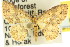  ( - 11ANIC-06429)  @13 [ ] CreativeCommons - Attribution (2011) ANIC/CBG Photography Group Centre for Biodiversity Genomics