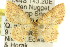  (Idaea sp. ANIC13 - 11ANIC-06430)  @14 [ ] CreativeCommons - Attribution (2011) ANIC/CBG Photography Group Centre for Biodiversity Genomics