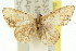  (Idaea sp. ANIC14 - 11ANIC-06431)  @13 [ ] CreativeCommons - Attribution (2011) ANIC/CBG Photography Group Centre for Biodiversity Genomics
