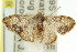  ( - 11ANIC-06432)  @11 [ ] CreativeCommons - Attribution (2011) ANIC/CBG Photography Group Centre for Biodiversity Genomics