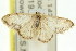  ( - 11ANIC-06433)  @13 [ ] CreativeCommons - Attribution (2011) ANIC/CBG Photography Group Centre for Biodiversity Genomics