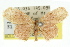  (Idaea sp. ANIC15 - 11ANIC-06440)  @14 [ ] CreativeCommons - Attribution (2011) ANIC/CBG Photography Group Centre for Biodiversity Genomics