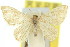  (Idaea leptochyta - 11ANIC-06446)  @11 [ ] CreativeCommons - Attribution (2011) ANIC/CBG Photography Group Centre for Biodiversity Genomics